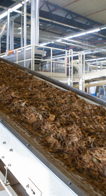 Tobacco Image